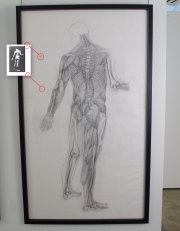 View 8: Jaye Gregory (1951- 2016) Pair of Life Sized Anatomical Studies