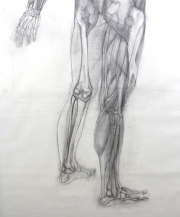 View 11: Jaye Gregory (1951- 2016) Pair of Life Sized Anatomical Studies